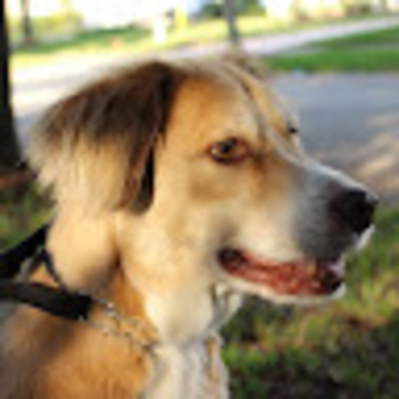 Meet your Posher, Max - Picture 1 of 1